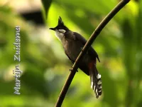 Buulbuuls  [Pycnonotidae]
